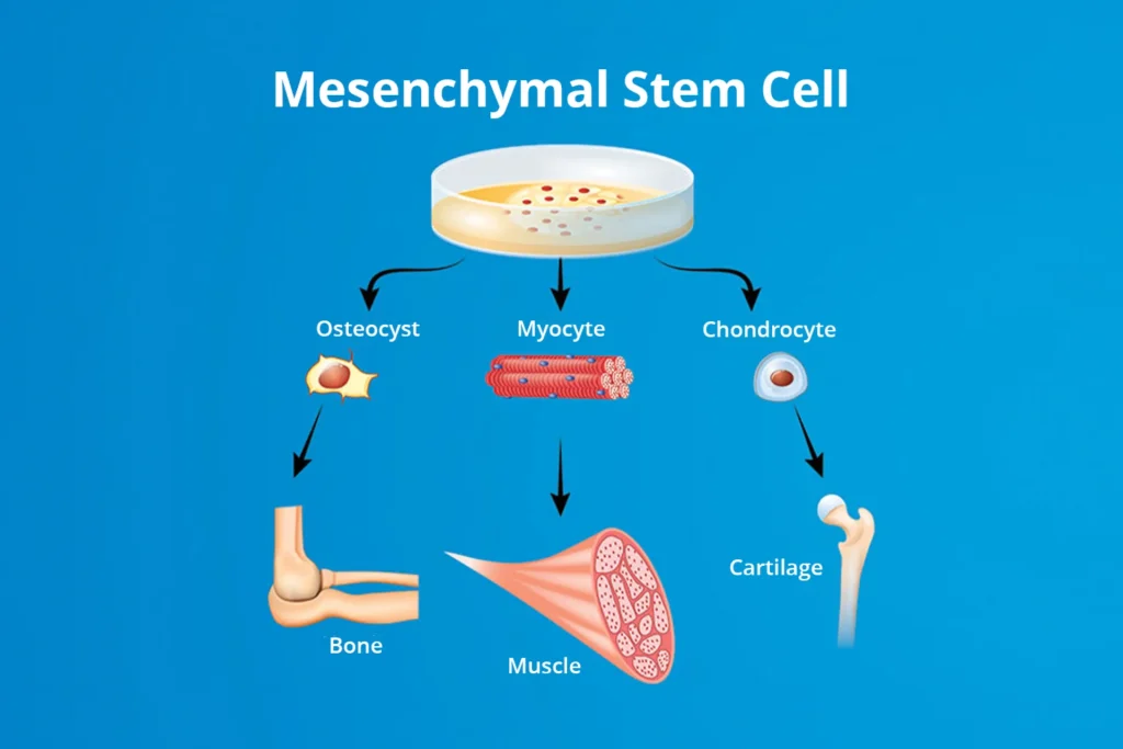 What Are Mesenchymal Stem Cells (MSCs)